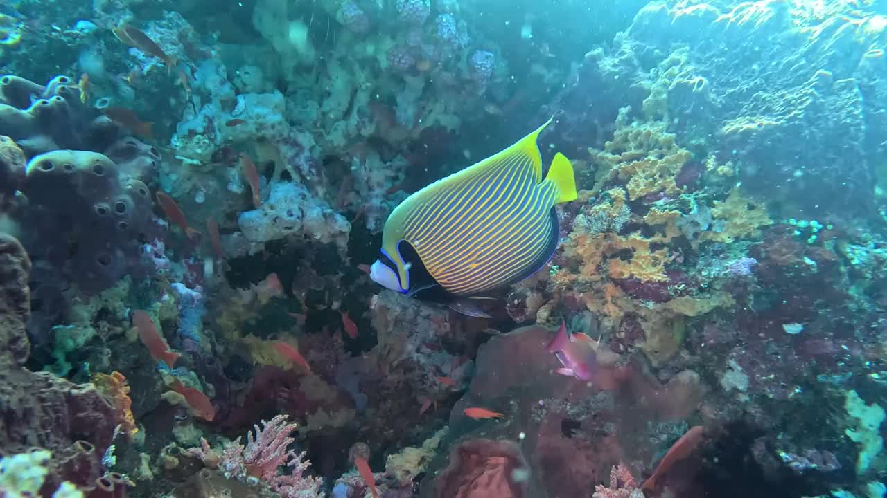 看看令人惊叹的皇帝天使鱼，在印度尼西亚巴厘岛的Gili Tepekong水域视频下载