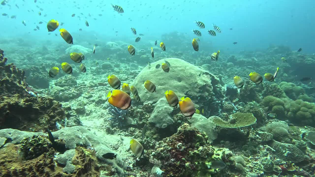 在印度尼西亚巴厘岛的Gili Tepekong水域，一群令人惊叹的棕色蝴蝶鱼优雅地游泳视频下载