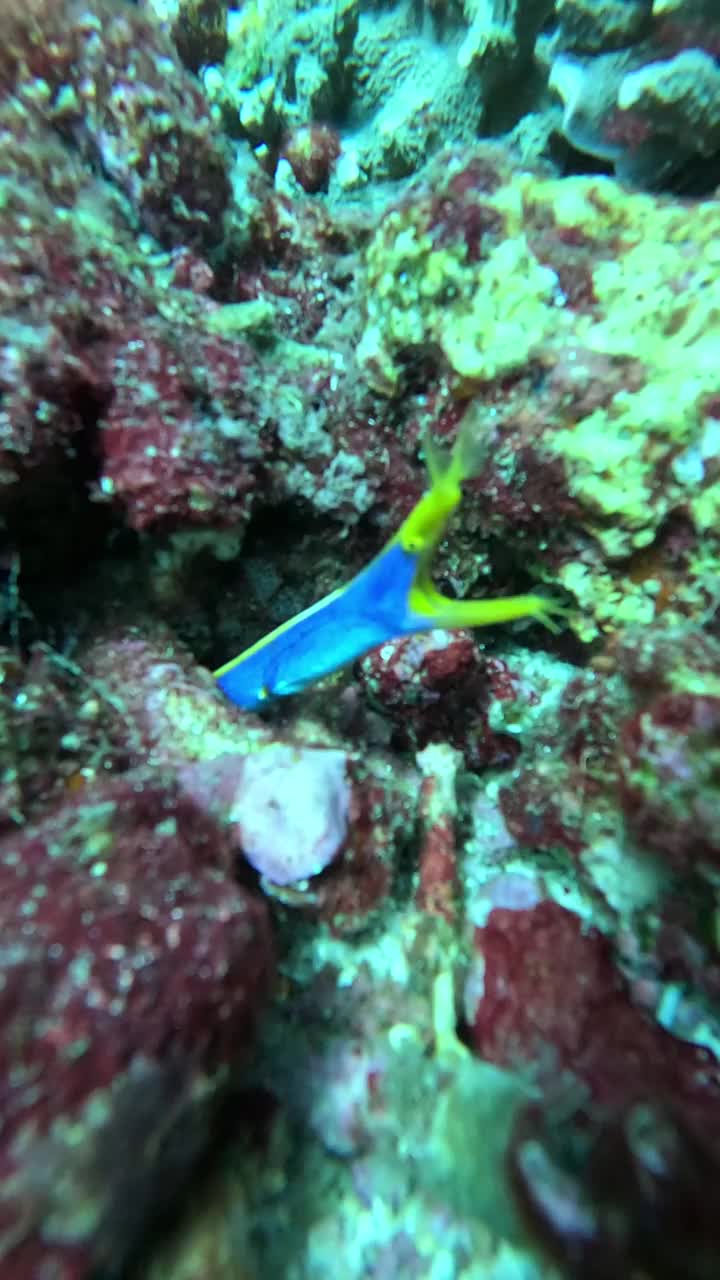 在印度尼西亚巴厘岛的Gili Tepekong，体验与带状鳗鱼的邂逅视频素材