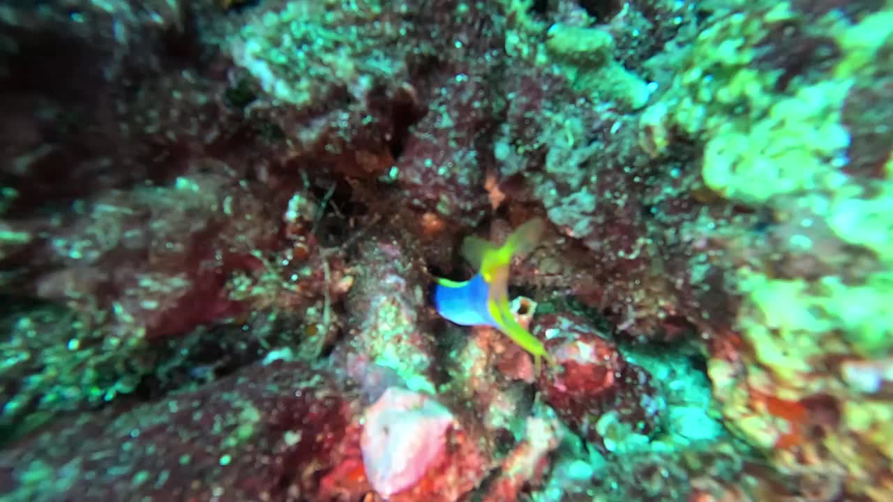 在印度尼西亚巴厘岛的Gili Tepekong，体验与带状鳗鱼的邂逅视频下载