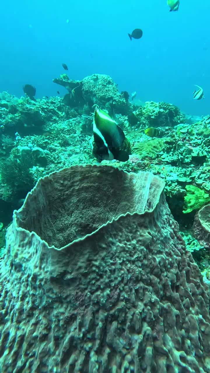 一只角旗鱼栖息在一个巨大的海绵，Gili Tepekong，巴厘岛，印度尼西亚视频素材