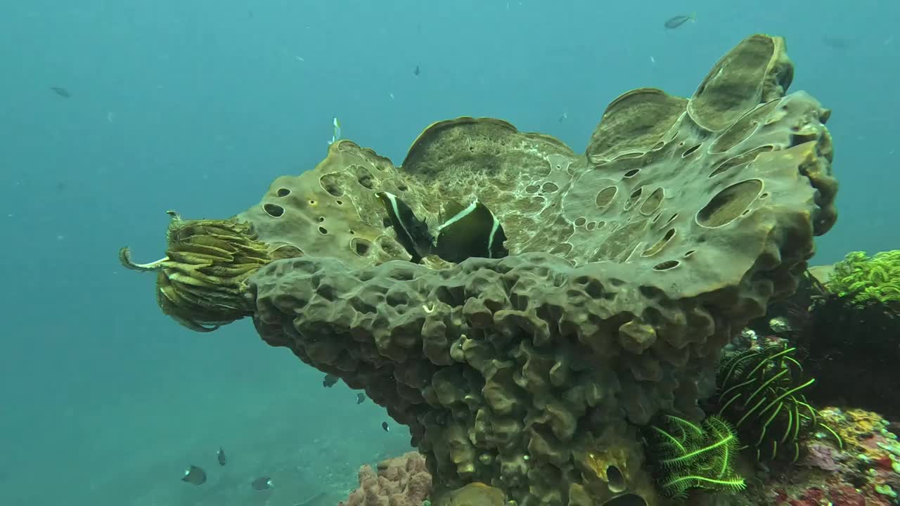 一对角旗鱼栖息在一个巨大的海绵，Gili Tepekong，巴厘岛，印度尼西亚视频素材