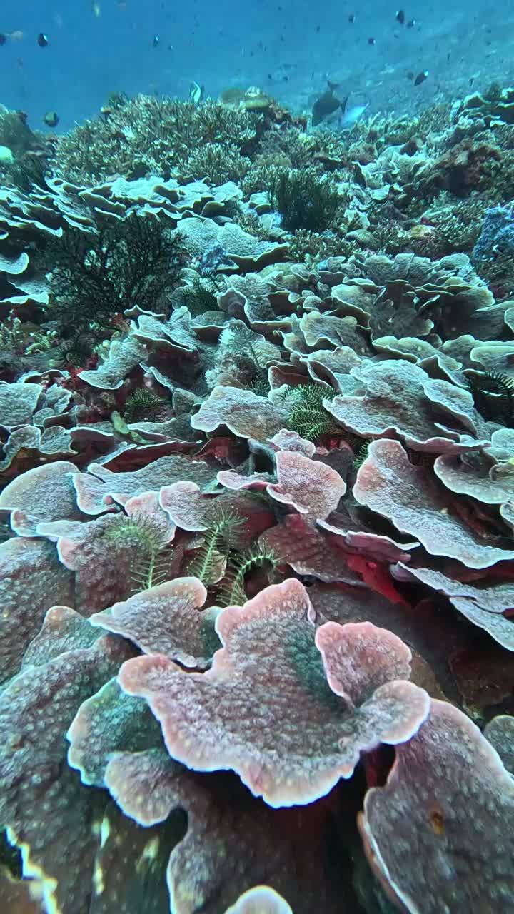 在印度尼西亚巴厘岛的Gili Tepekong探索茁壮成长的卷心菜珊瑚视频素材