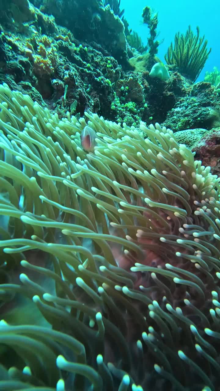 发现可爱的粉红色海葵鱼在印尼巴厘岛努沙佩尼达清澈的海水中游泳视频素材