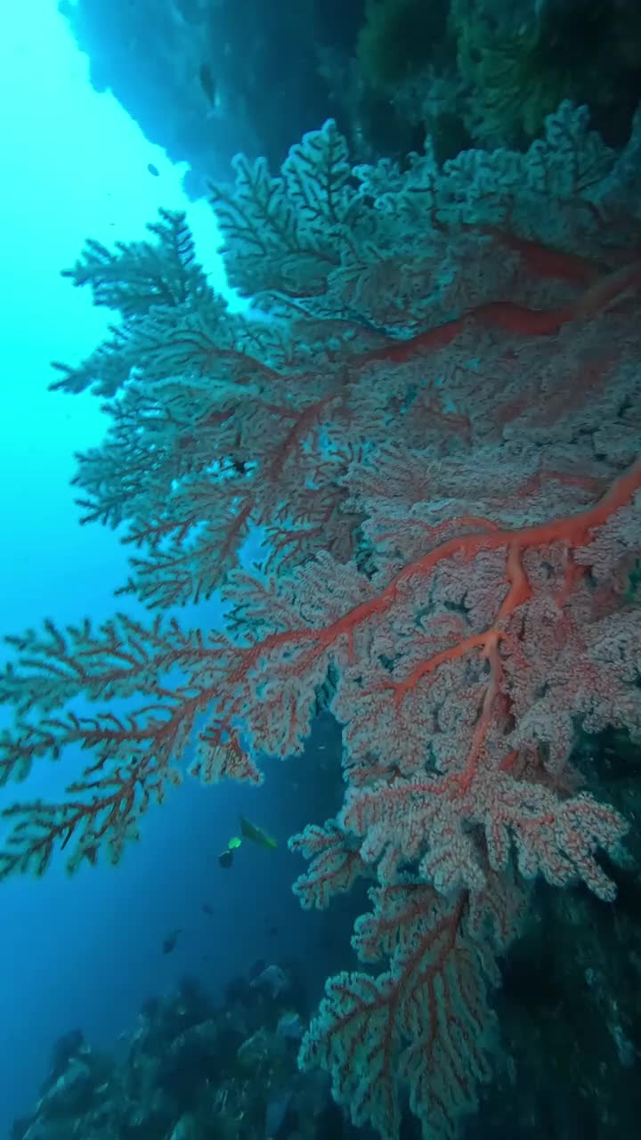 大型海扇/柳珊瑚，Gili Tepekong，巴厘岛，印度尼西亚视频下载