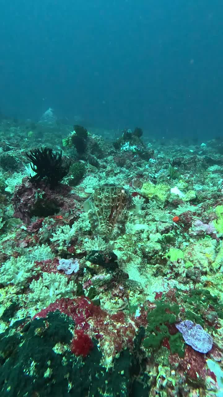 印度尼西亚巴厘岛，Gili Tepekong，一只巨大的墨鱼以其不断变化的身体颜色令人眼花缭乱视频下载