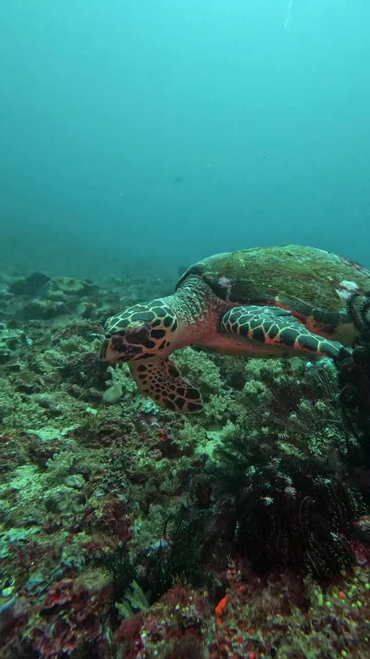 寒流与暖流的交汇处，玳瑁优雅地游来游去。Gili Tepekong，巴厘岛，印度尼西亚视频素材