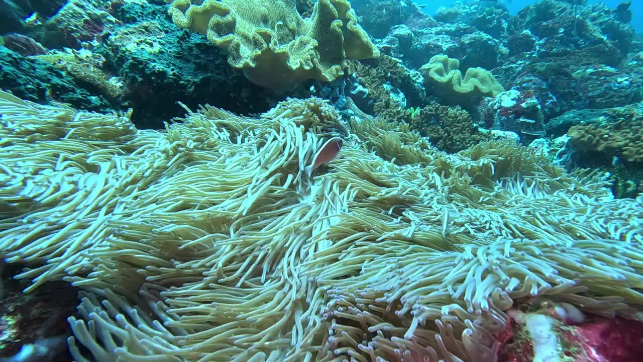 发现可爱的粉红色海葵鱼在印尼巴厘岛努沙佩尼达清澈的海水中游泳视频素材