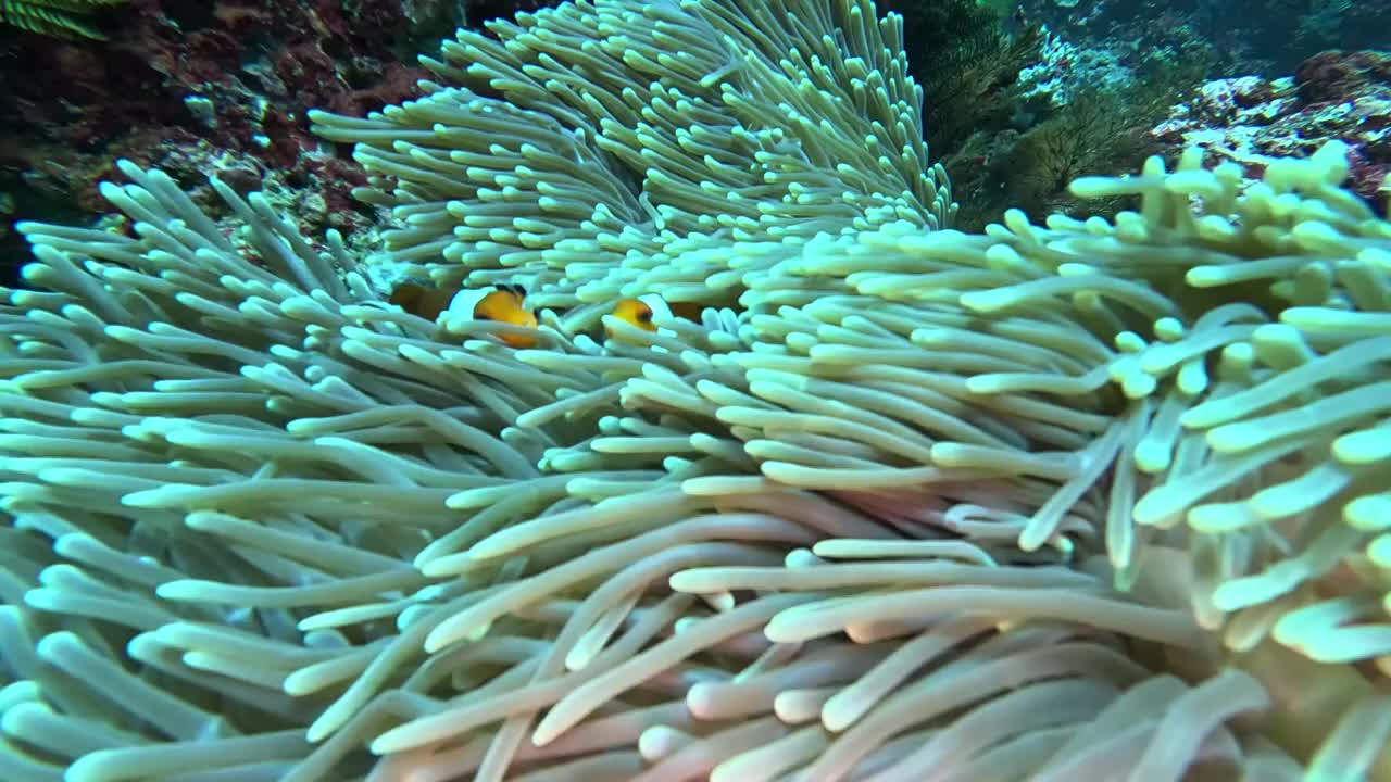 发现可爱的小丑鱼在印尼巴厘岛努沙佩尼达清澈的海水中游泳视频下载