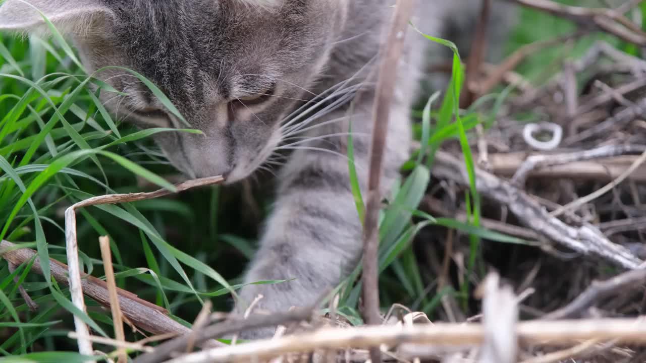 灰虎斑猫在草地上散步，玩狩猎游戏视频素材