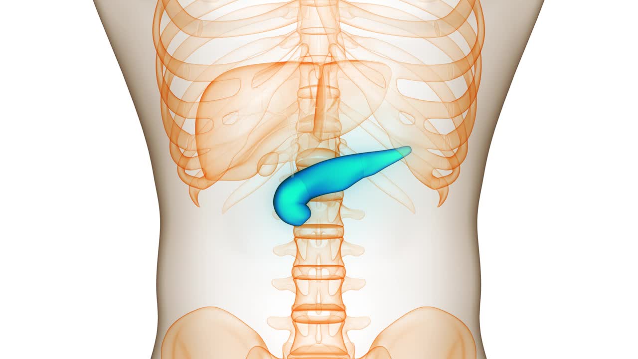 人体内脏胰腺解剖动画概念视频素材