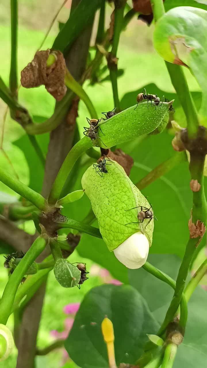 蚂蚁视频下载