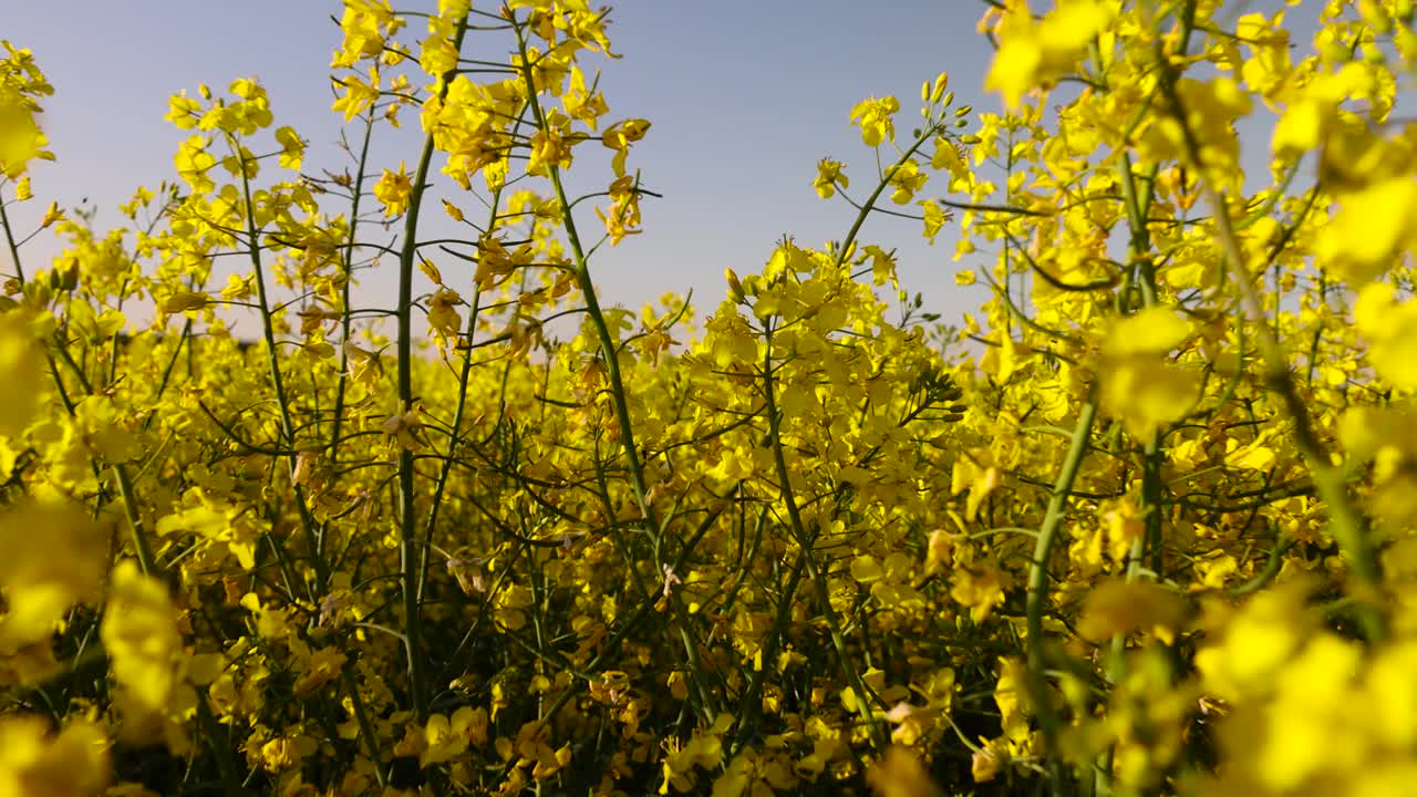 油菜地，油菜地春天开着黄色花的油菜地视频素材