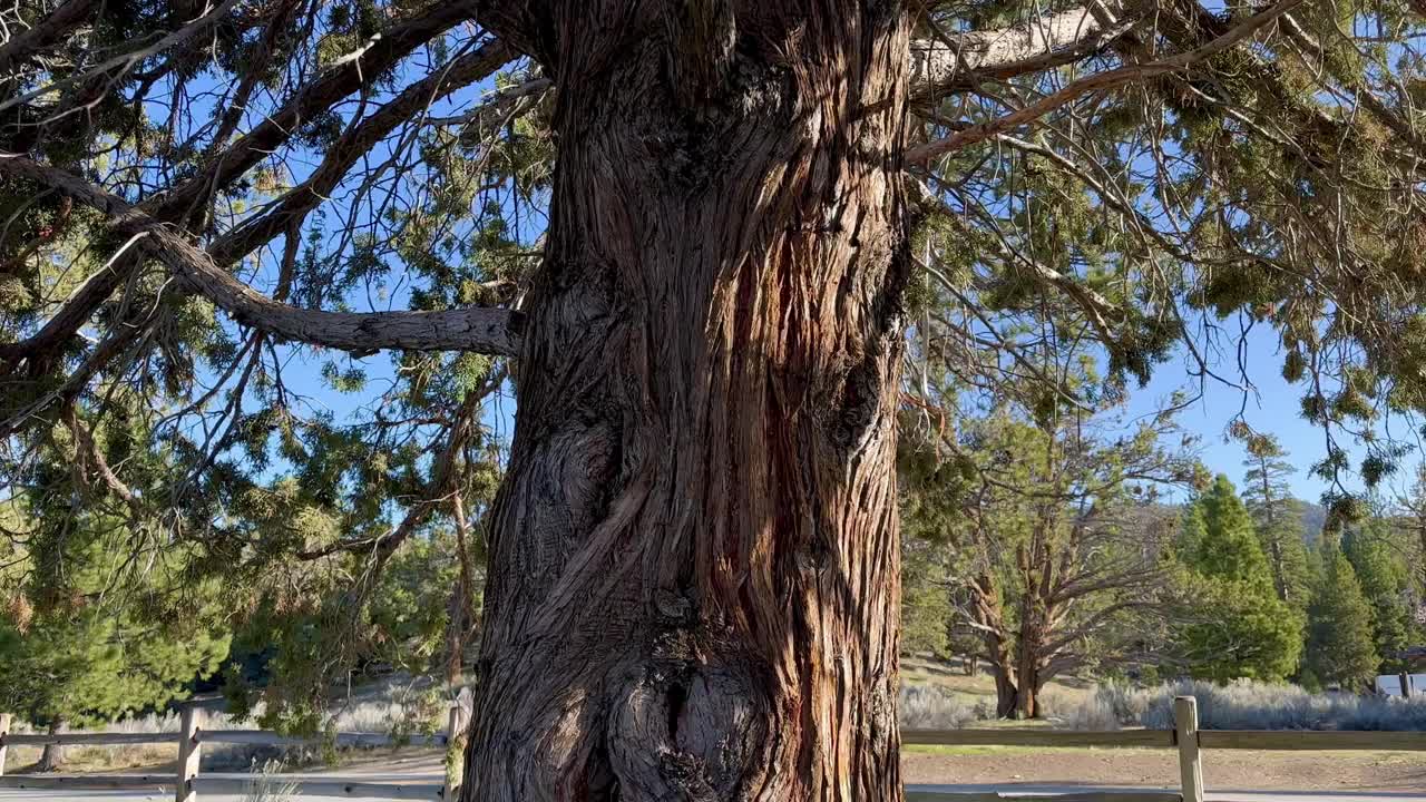 这段视频拍摄了一棵雄伟、高耸的林地树，背景是清澈的蓝天，展示了它的宏伟和大自然的宁静之美。视频素材