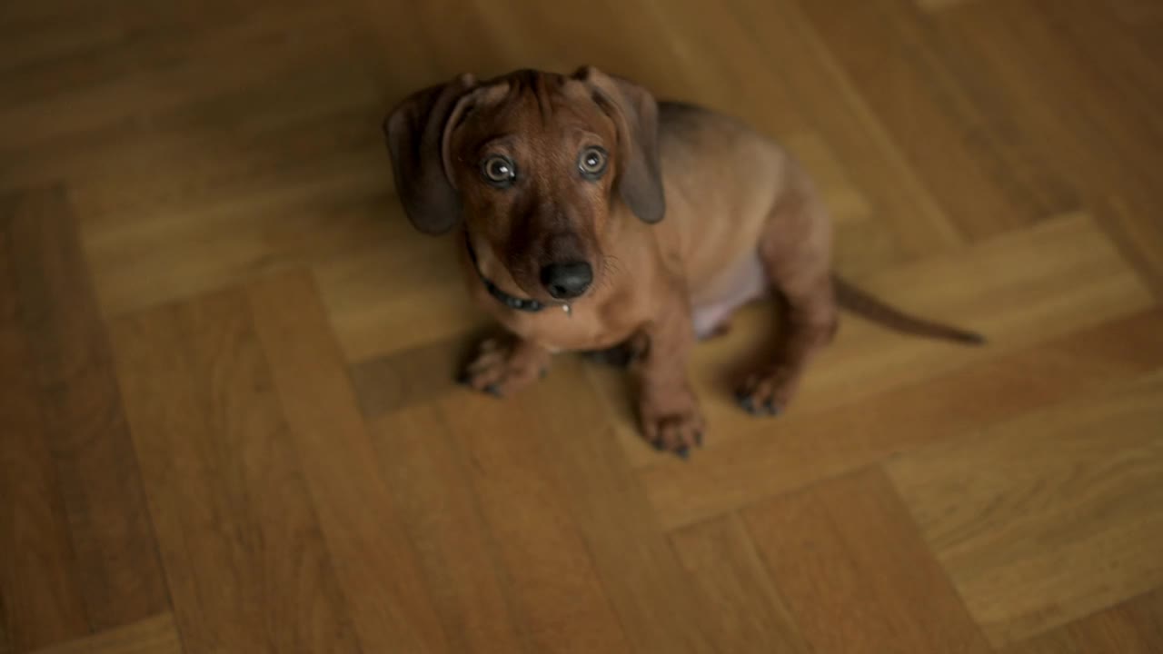 一只腊肠犬小狗警觉地坐在光滑的木地板上，用大大的眼睛望着上面视频素材