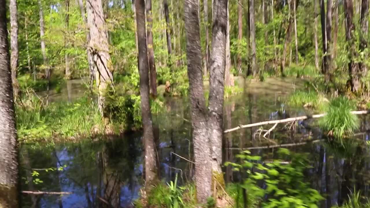 森林中间有一片水域。水平静而清澈。视频素材