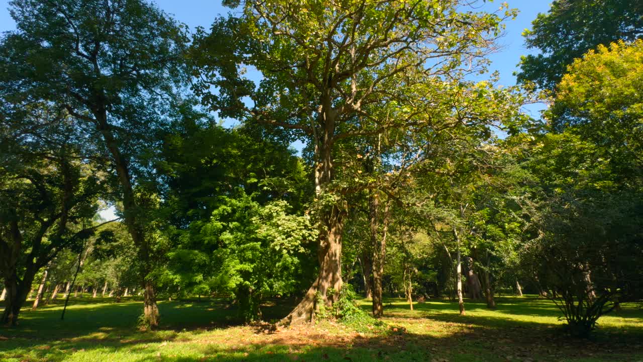 在阳光明媚的日子里穿过魔法森林。行动。阳光从绿色的树枝上透出来。视频下载