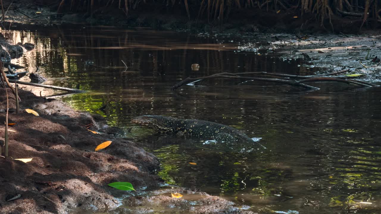 危险的蜥蜴捕食者野生条纹瓦兰在国家公园的池塘里游泳。行动。野生动物和自然的概念。视频下载