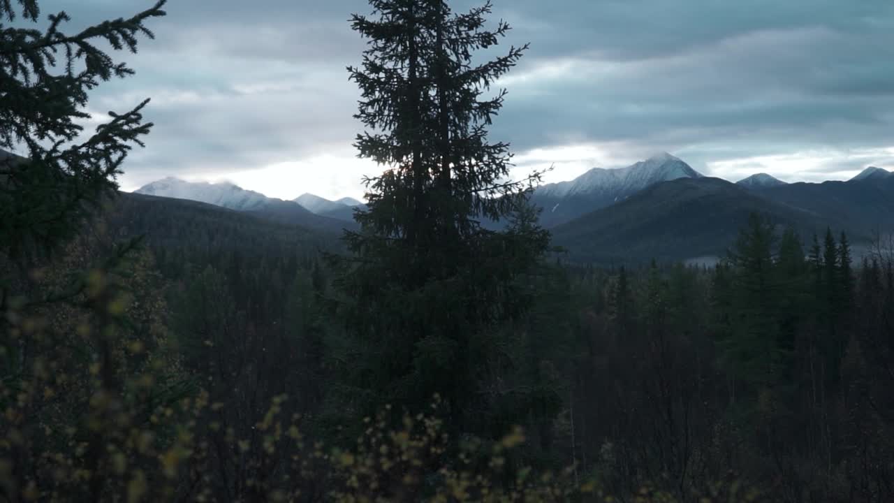 森林里的绿树，有雾和山。夹。秋天寒冷的风景与森林山谷。视频素材