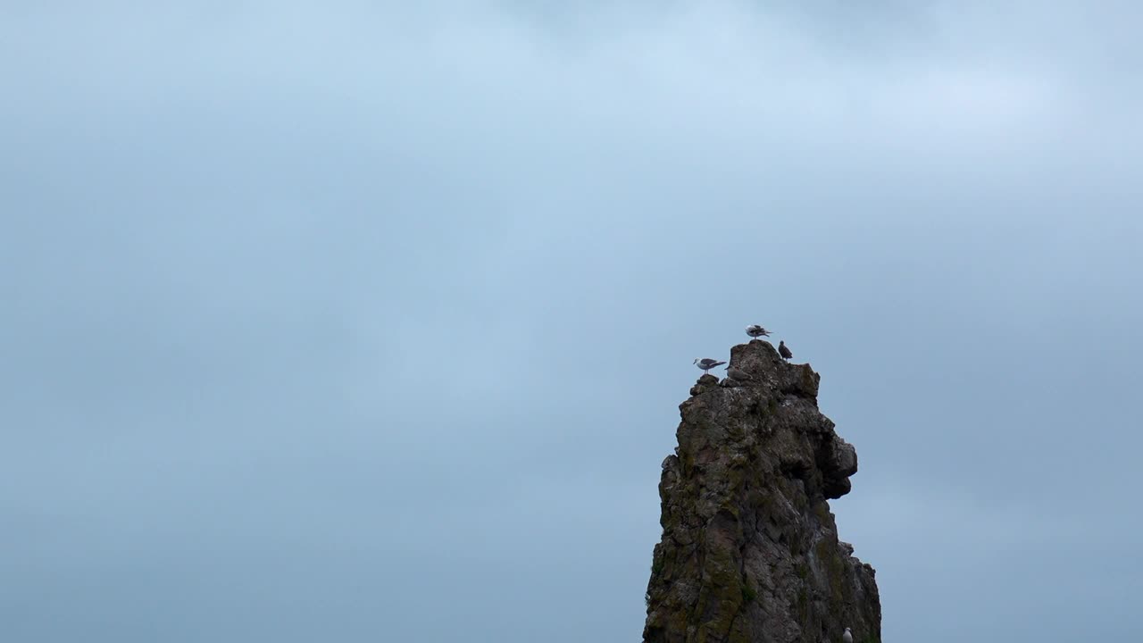 长崖顶上有海鸥。夹。海鸥坐在悬崖顶上，背景是多云的天空。在多云的天气里，海鸥飞在海上的小岩石上视频下载