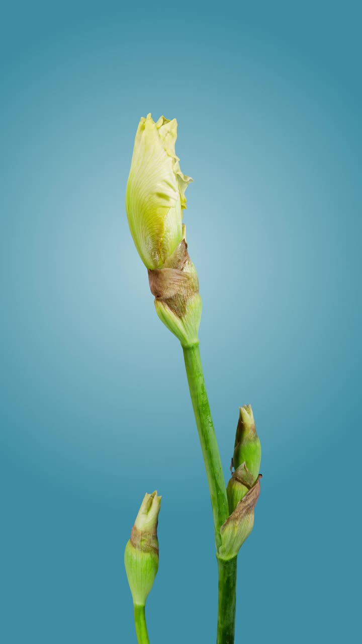 淡黄色鸢尾花开放芽在时间推移在蓝色背景。温柔的白色花朵盛开后会在时间的流逝中枯萎视频素材