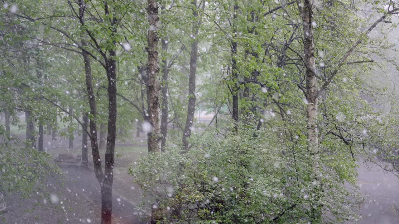 春末大雪和霜冻视频素材