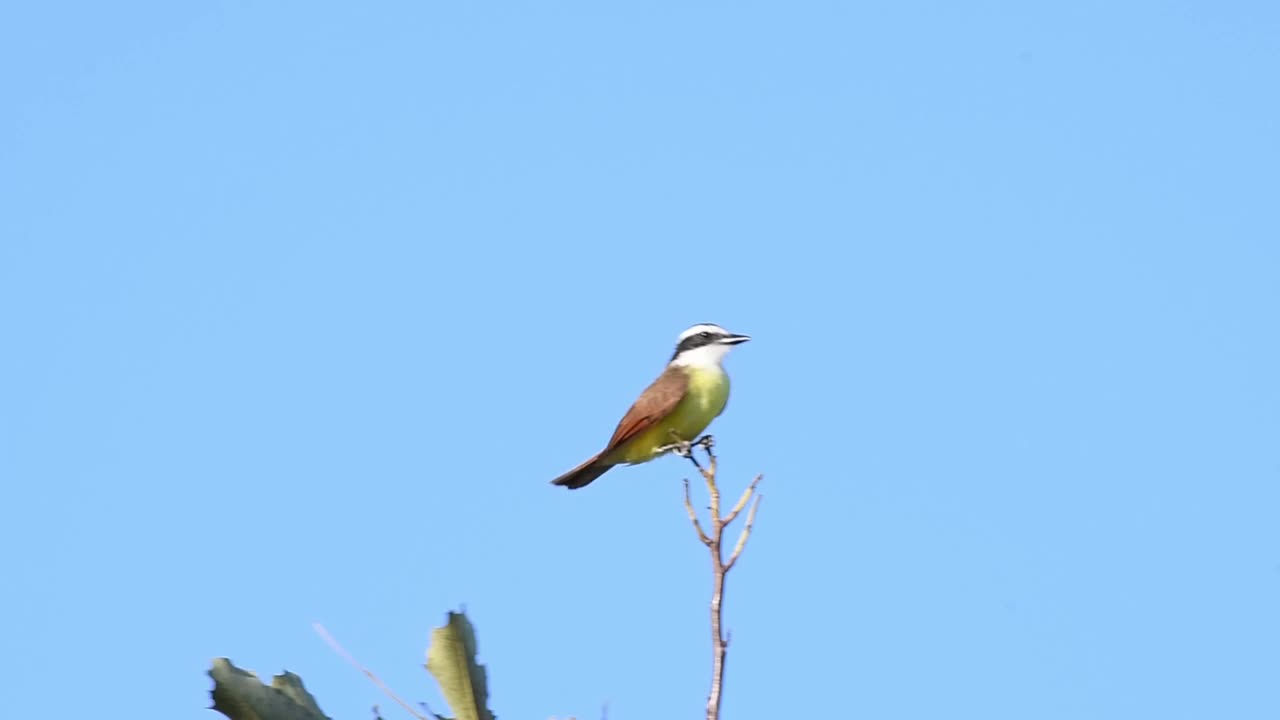 Pitangus sulphuratus。普通Bienteveo -大Kiskadee。小鸟，黄色的胸，黑色的头，有两条白色的条纹，在一个阳光明媚的日子里栖息在树枝的顶端。视频下载