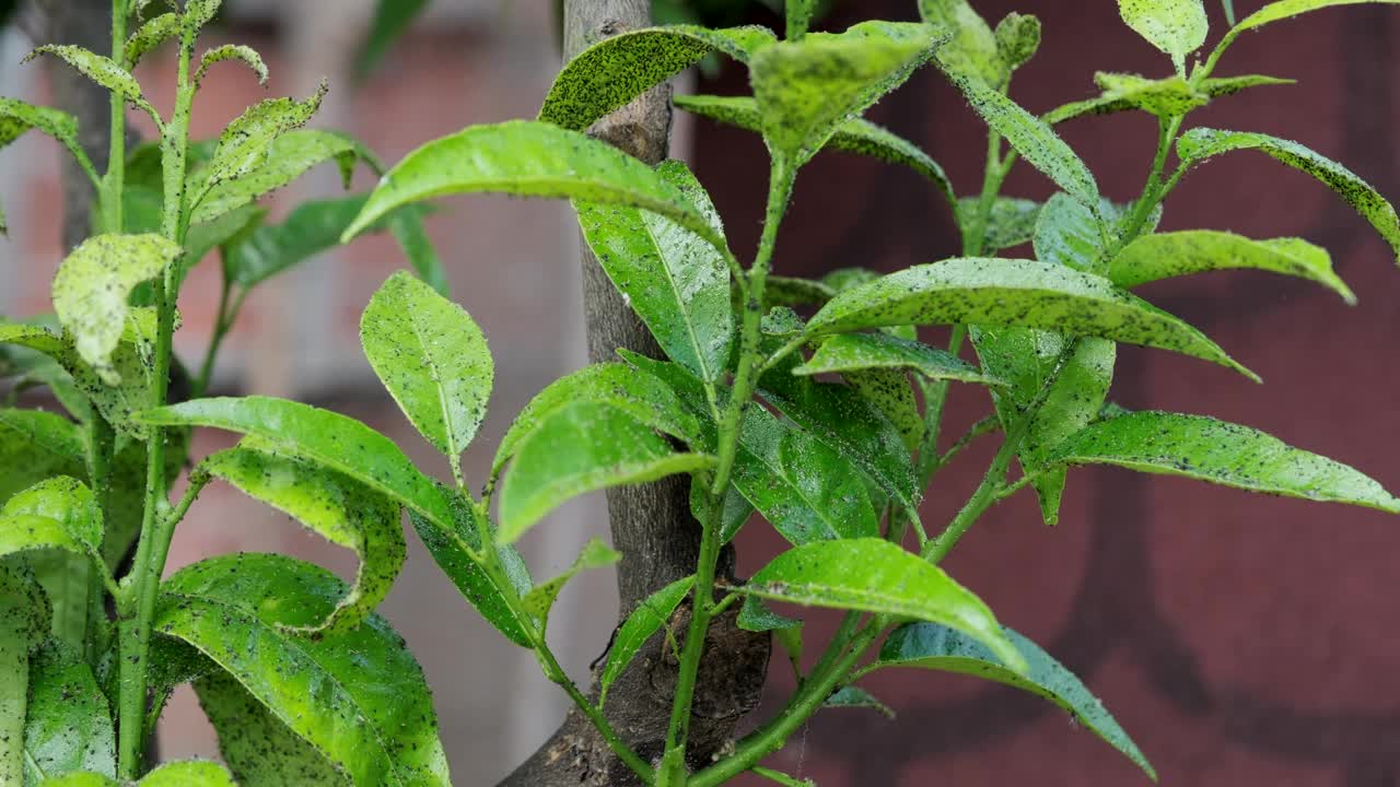 柑橘树上的蚜虫。学名:蚜虫总科。它们对树木和水果造成损害，降低产量。视频下载