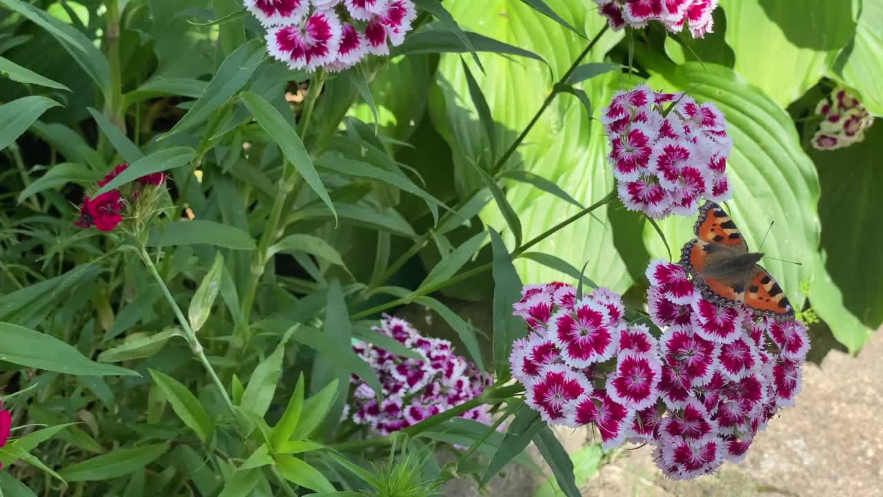 夏日的花园里，花儿在风中摇曳，昆虫在飞翔视频素材