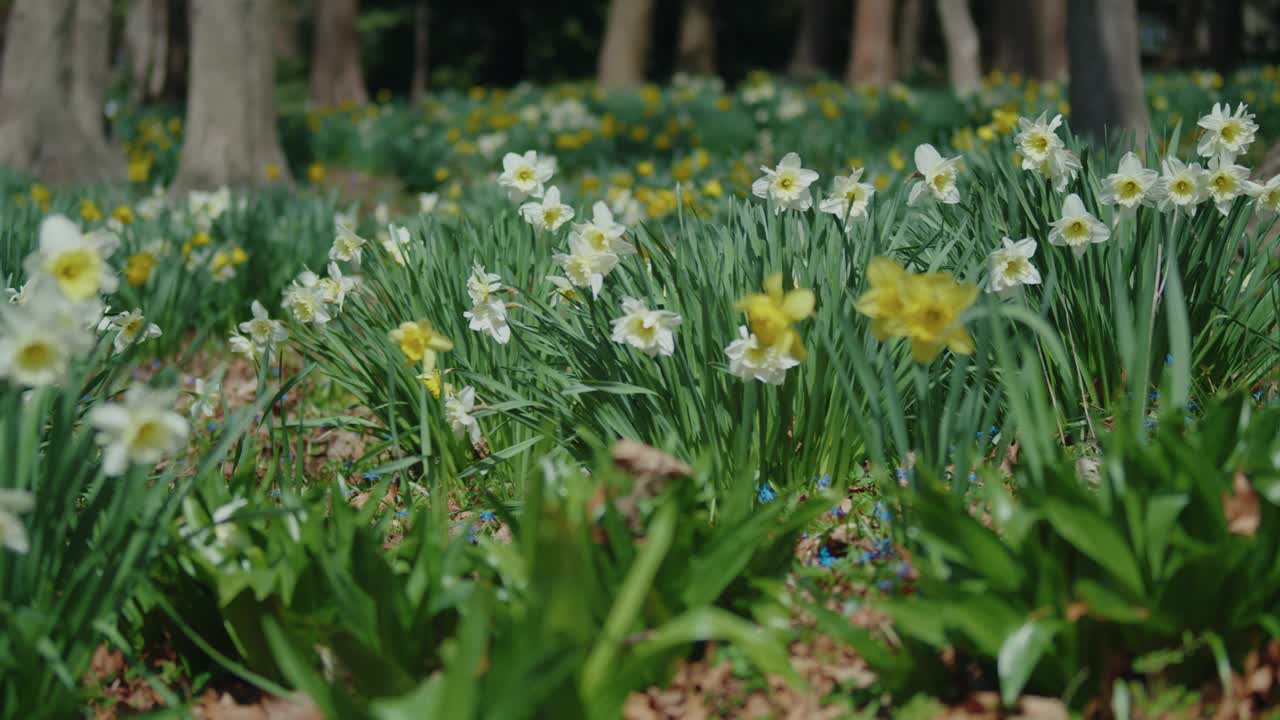 平移镜头揭示了春天充满各种水仙花的草地。视频素材