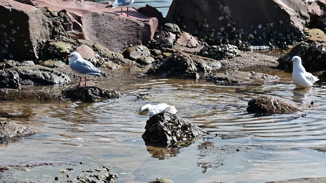 海鸥自满视频下载