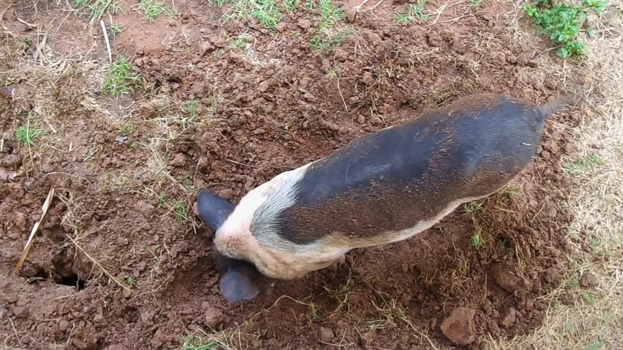 一只小猪在挖土视频下载