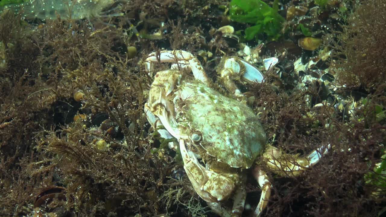 螃蟹吃，游蟹(Macropipus holsatus)或飞蟹(Liocarcinus)。黑海，敖德萨湾视频素材