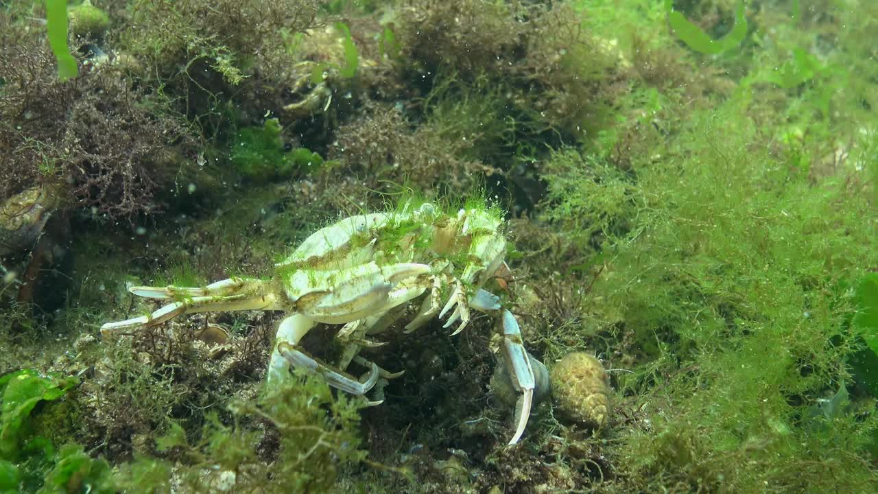 一只大螃蟹吃了另一只螃蟹。飞蟹(Liocarcinus holsatus)，产于黑海视频素材