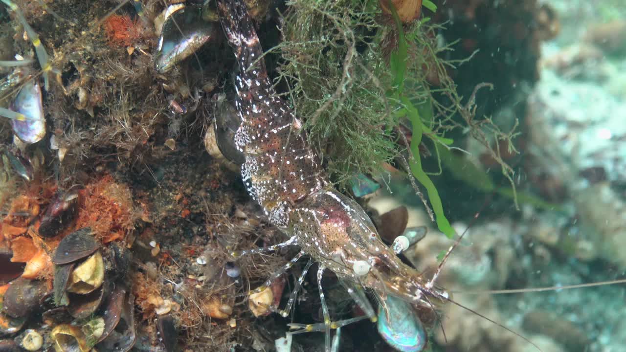 海底虾(Palaemon adspersus)，俗称波罗的海对虾，黑海对虾视频素材