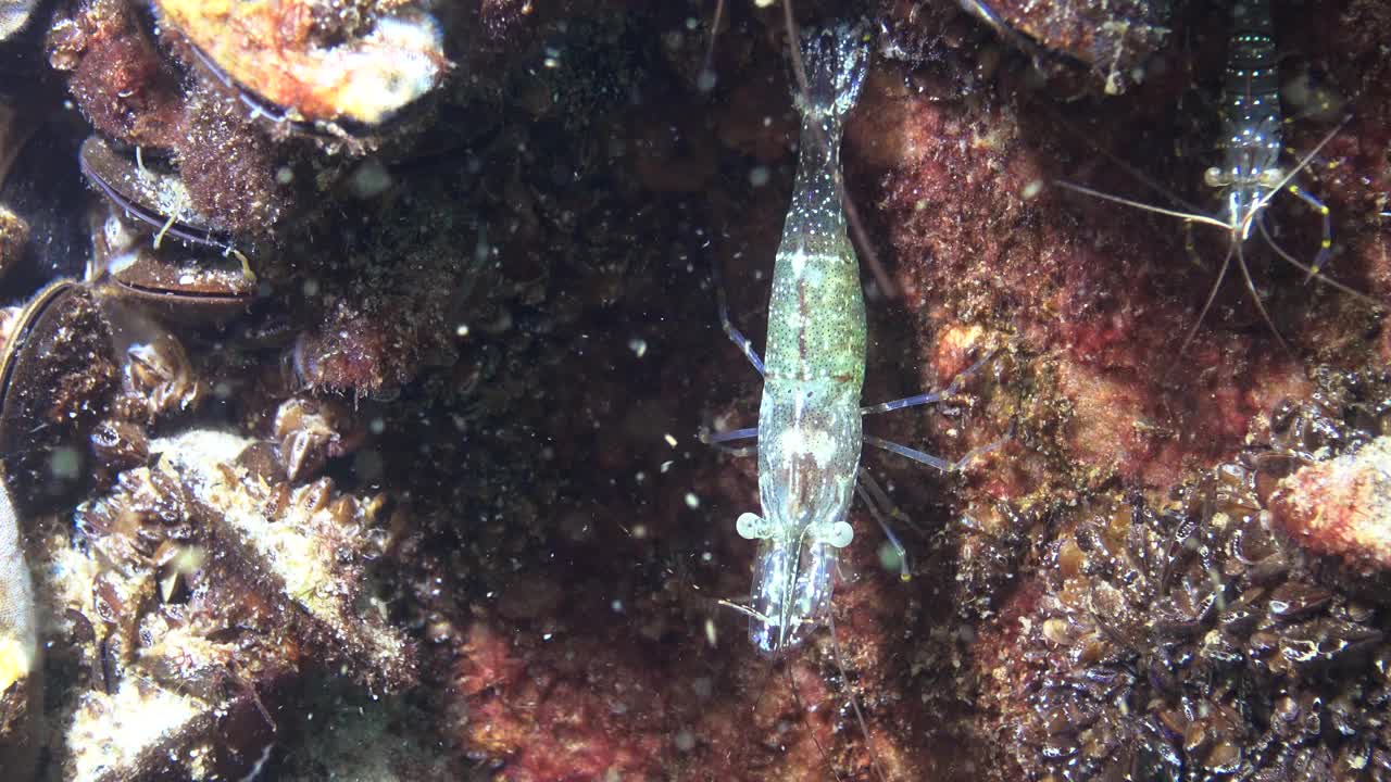 对虾(Palaemon elegans)寻找食物，中等拍摄。黑海。乌克兰。视频素材