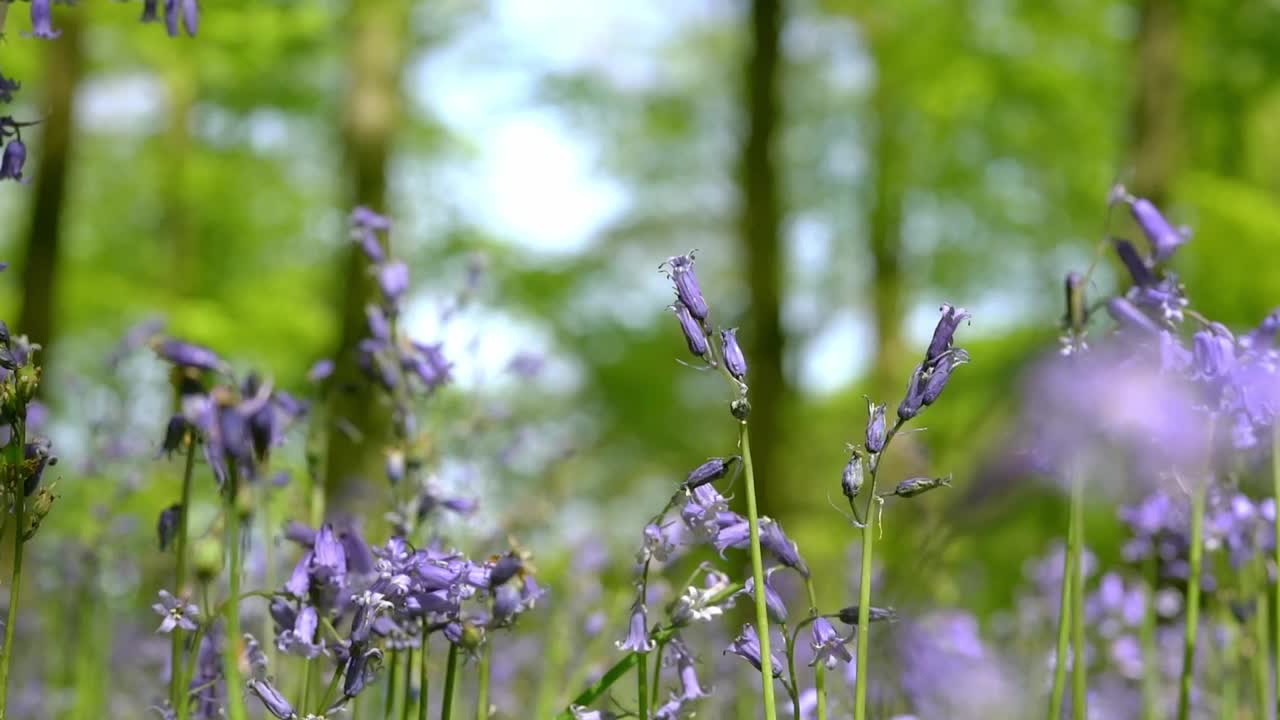 英国山毛榉林中的风信子视频下载