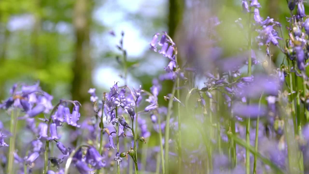 英国山毛榉林中的风信子视频下载