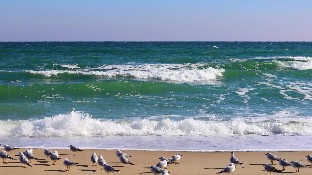 海浪在沙滩上翻滚，海鸥在沙滩上飞翔，阳光明媚视频下载