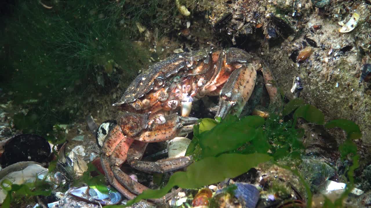 营养青蟹或滨蟹(Carcinus maenas, Carcinus aestuarii)，食用另一种蟹，即在海底捕获的蟹。黑海视频素材