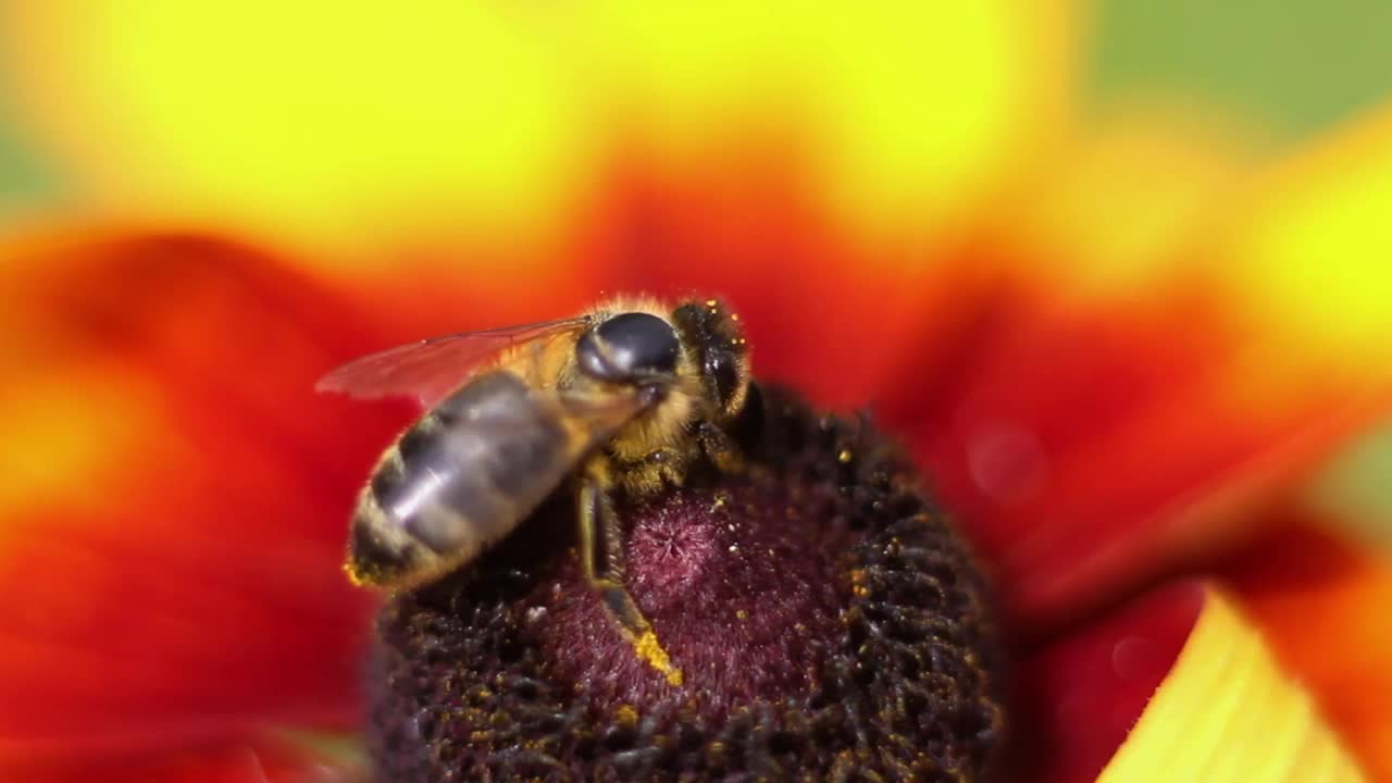 蜜蜂(Apis mellifera)采集花粉(花蜜)在明亮的黄橙色的红叶菊花。勤劳的昆虫视频下载