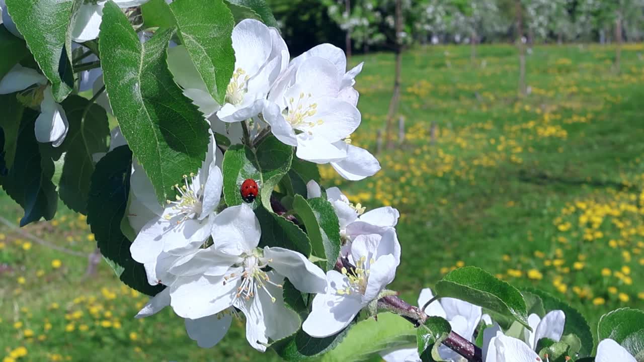 春日阳光明媚的城市果园里，一只瓢虫站在开花的苹果树上。唤醒自然。特写镜头视频下载