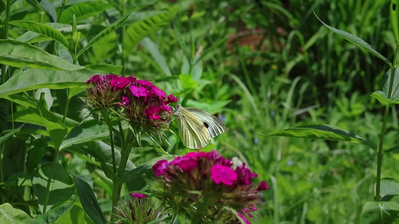 在一个阳光明媚的夏日里，芸苔蝴蝶正在吃花园康乃馨花上的花蜜视频下载