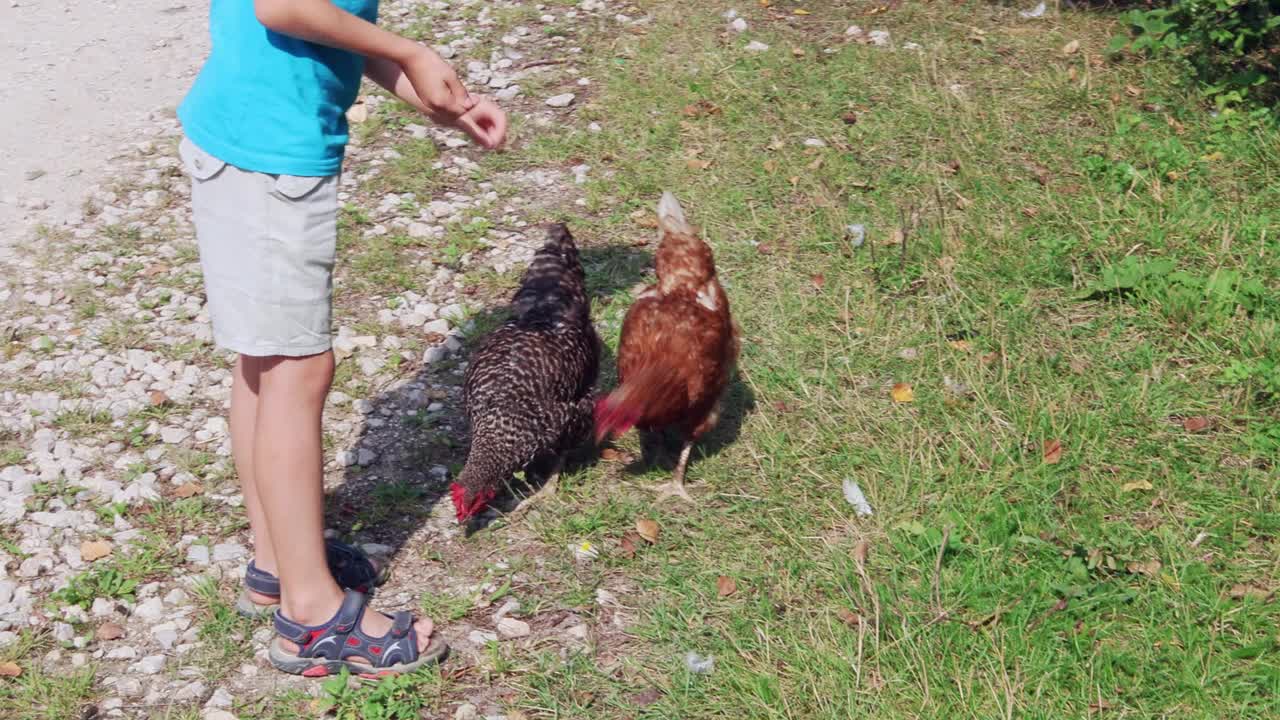 男孩在晴朗的夏日喂鸡。一个认不出来的人。特写镜头视频下载