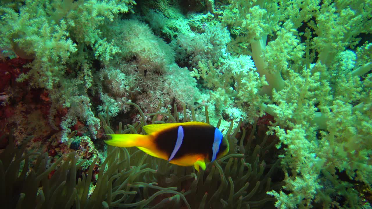 红海的鱼。红海海葵鱼(Amphiprion bicinctus)一对已婚的鱼在绿色的海葵中游泳，一种共生关系。视频素材