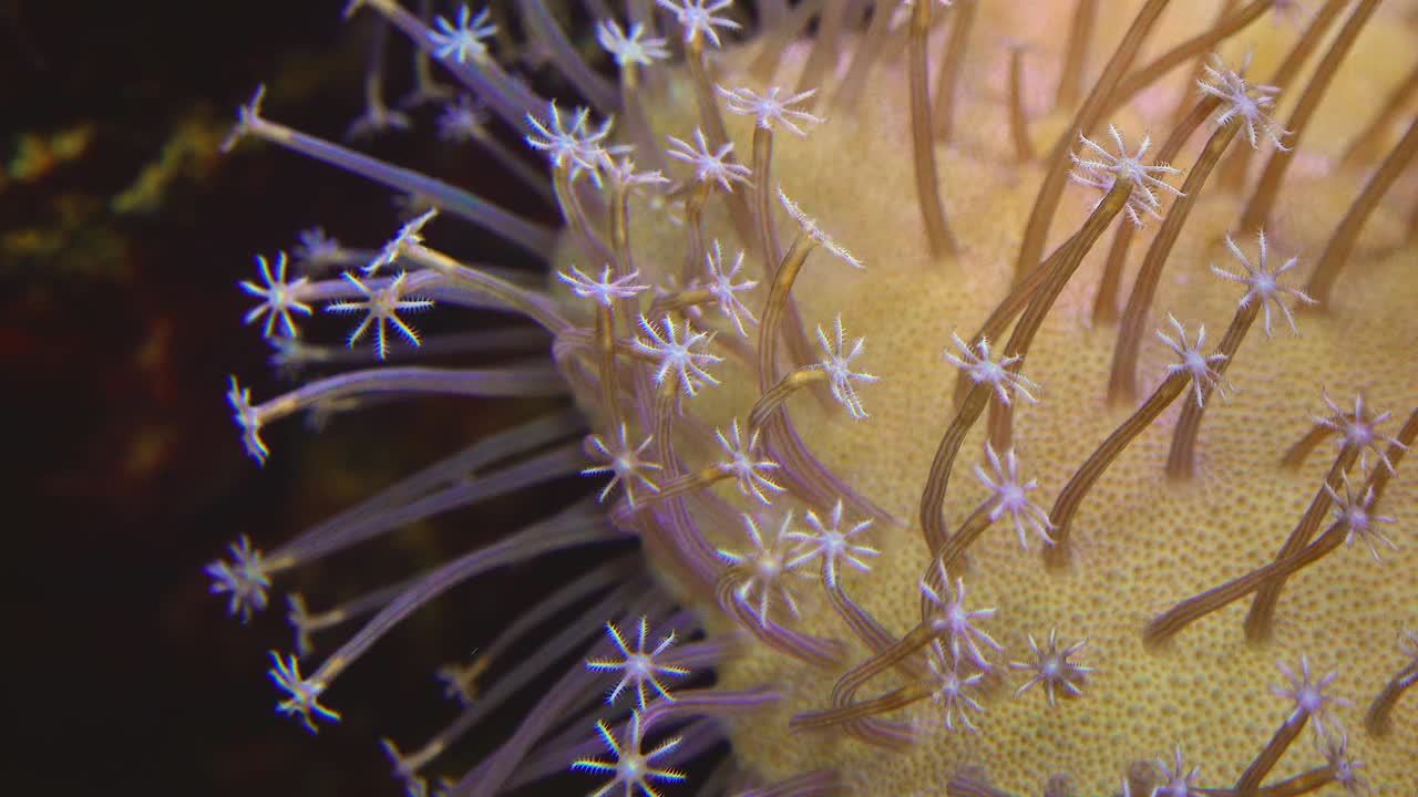 水族馆中大型海葵的触须，水族馆中的微距摄影视频下载