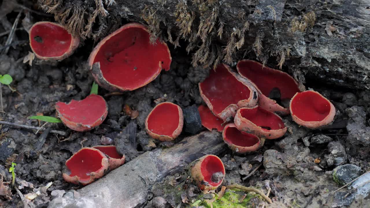 森林里可食用的红春菇。(Sarcoscypha coccinea)。视频素材