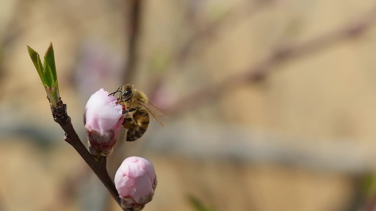 蜜蜂昆虫一边飞一边采桃花花粉，慢动作视频下载