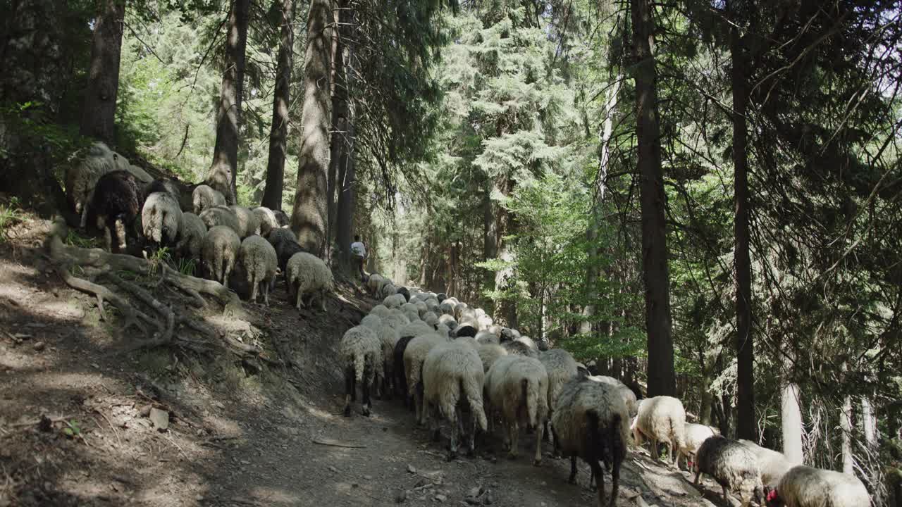 在喀尔巴阡山脉，一个牧羊人带领着他的羊群穿过一条森林小径，在自然环境中体现了传统的牧区实践。视频素材