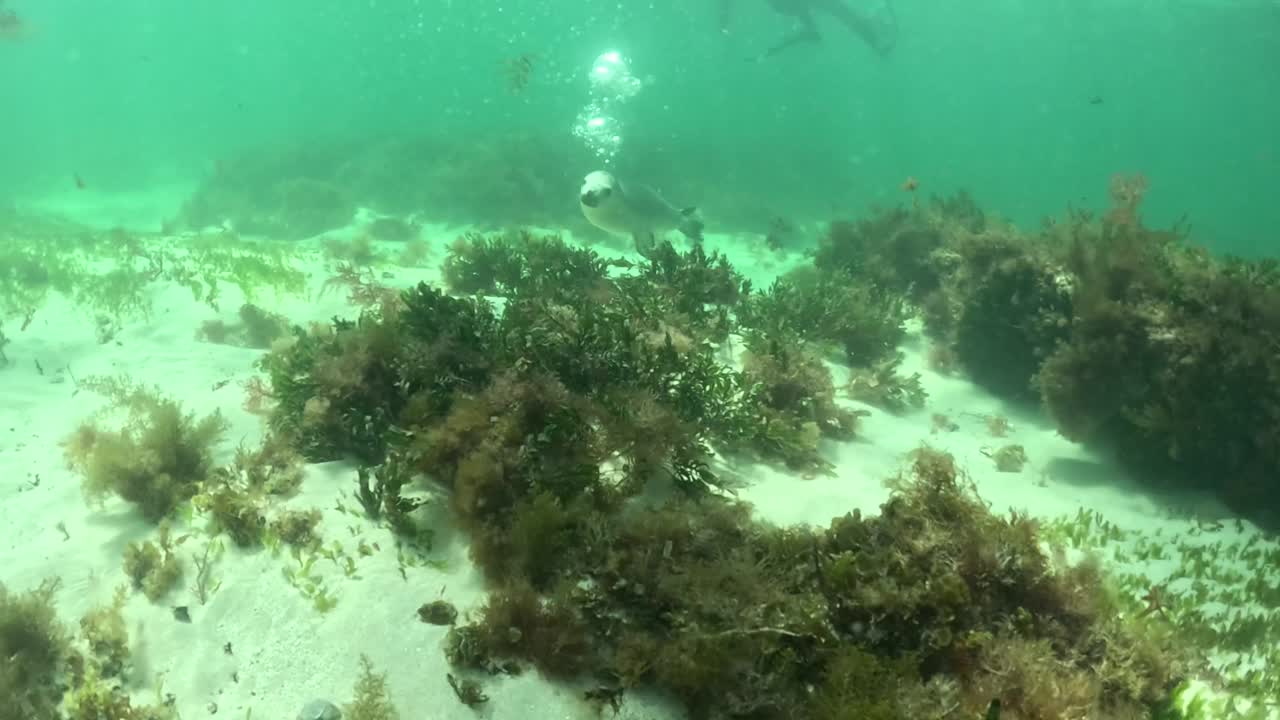 在西澳大利亚的朱利安湾体验与澳大利亚海狮一起游泳的快感。视频素材